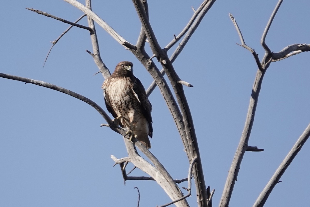 Red-tailed Hawk - ML614002753