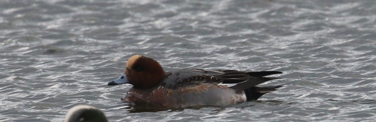 Eurasian Wigeon - ML614002773