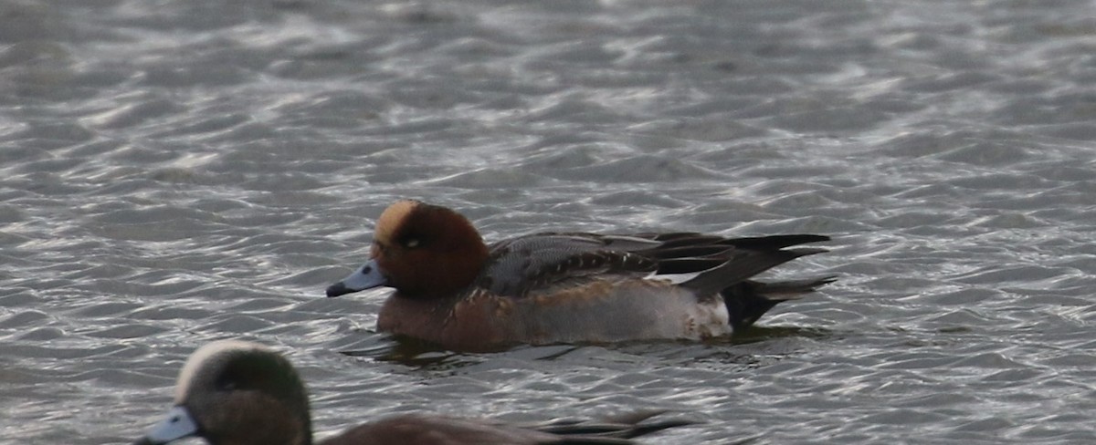 Eurasian Wigeon - ML614002774