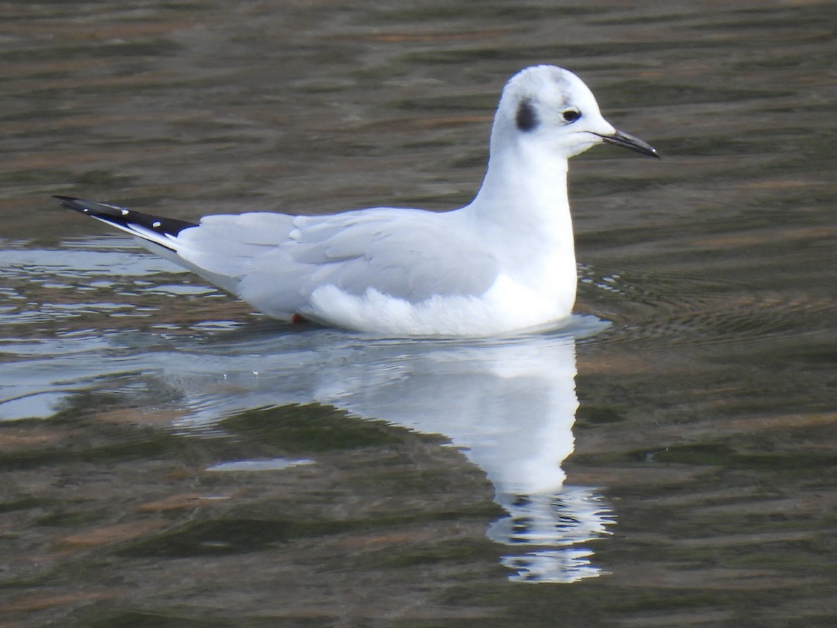 Bonaparte's Gull - ML614002789