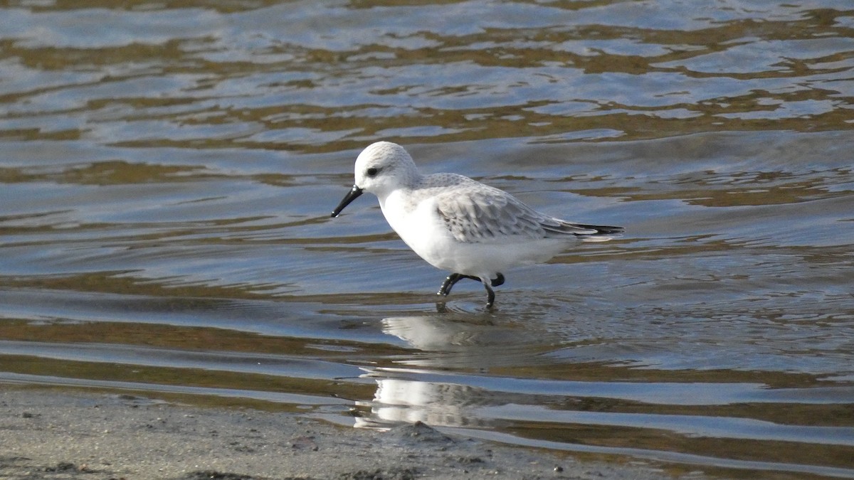 Sanderling - ML614002910