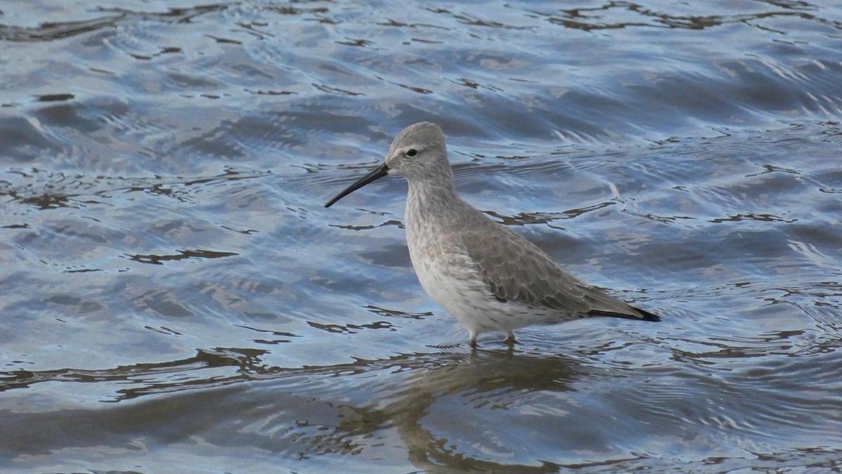 Stilt Sandpiper - ML614002914