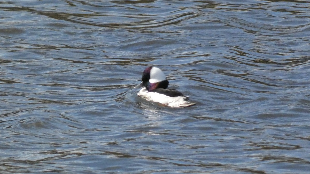 Bufflehead - Malini Kaushik