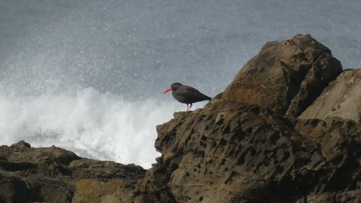 Black Oystercatcher - ML614002938