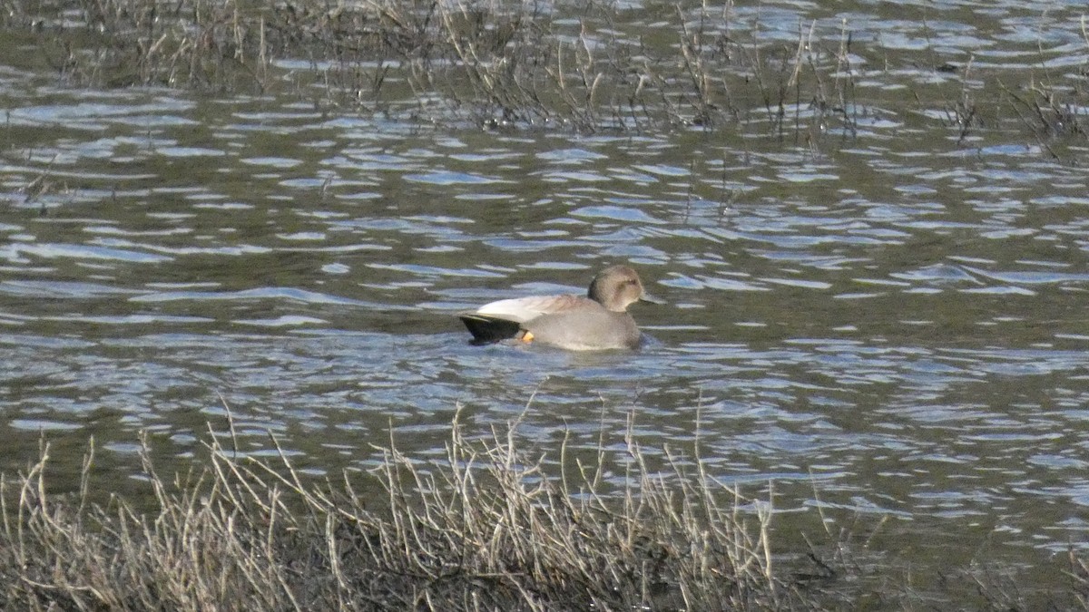 Gadwall - ML614002944