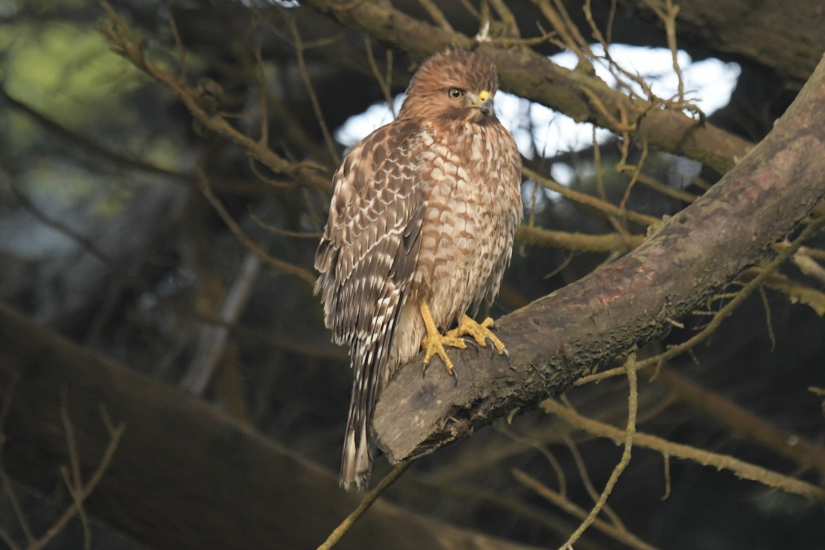 Red-shouldered Hawk - Haynes Miller