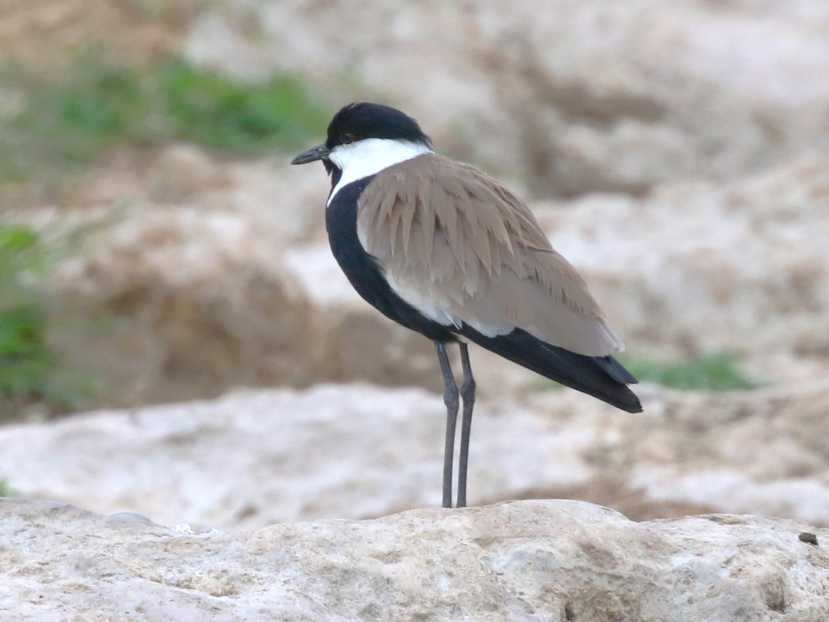 Spur-winged Lapwing - ML614002994