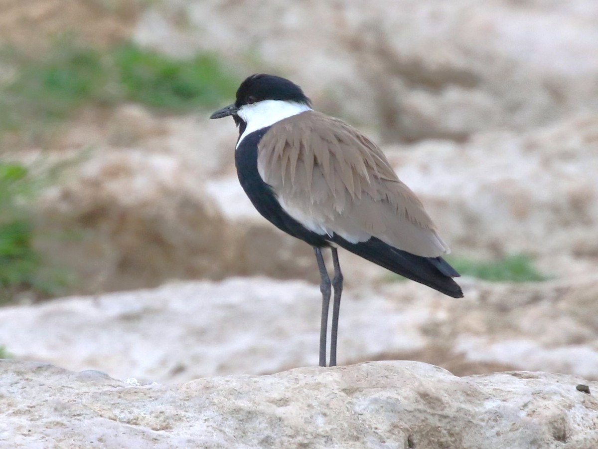 סיקסק - ML614002994