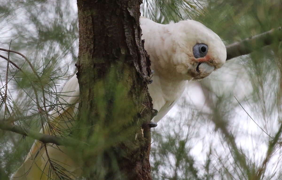 Little Corella - ML614003250