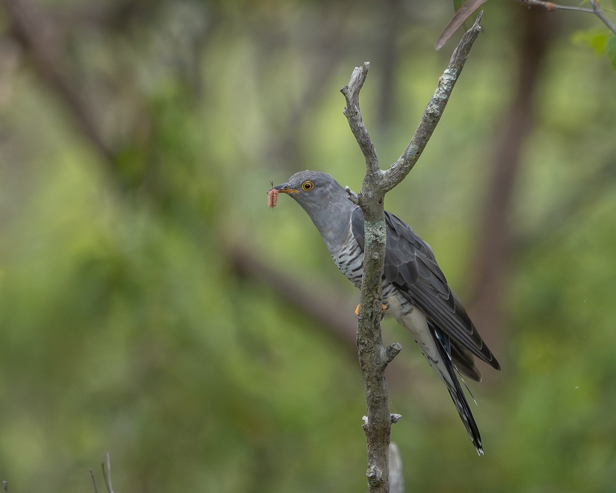 Oriental Cuckoo - ML614003267