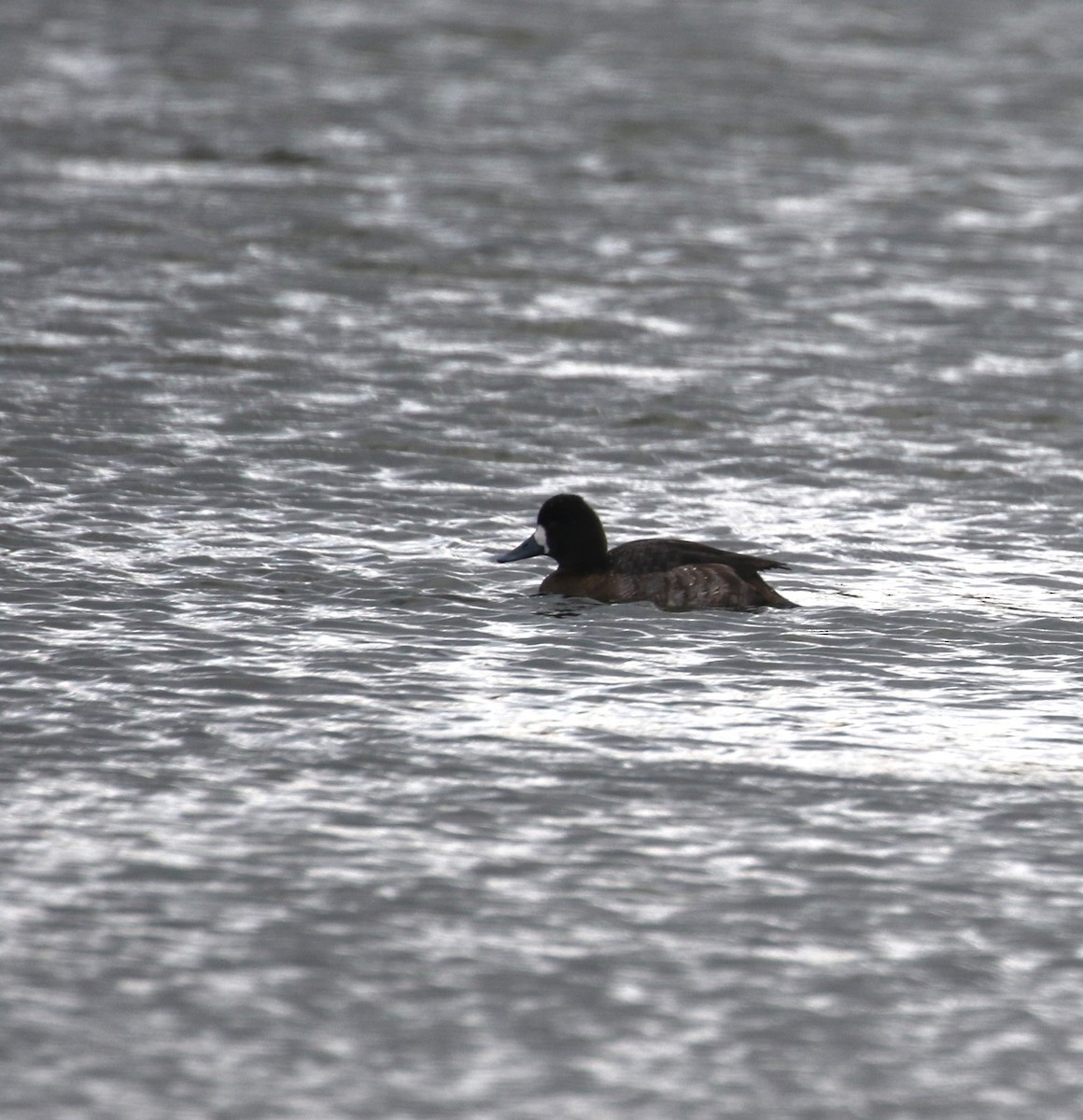 Greater Scaup - ML614003352