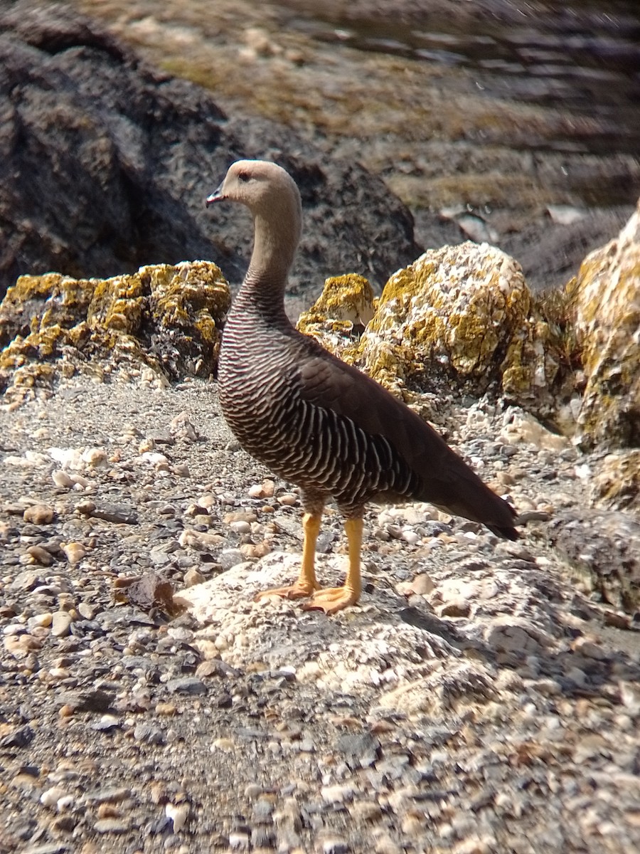 Upland Goose - ML614003377