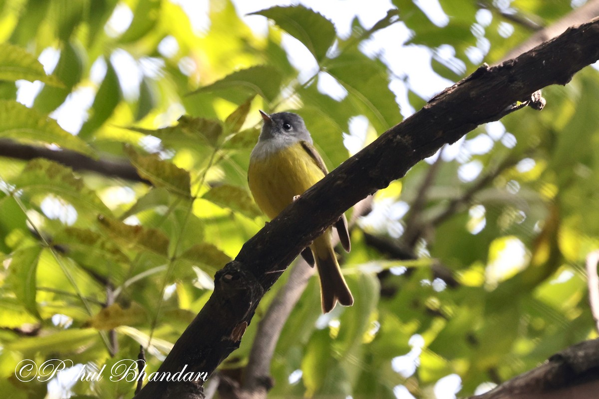 Gray-headed Canary-Flycatcher - ML614003408