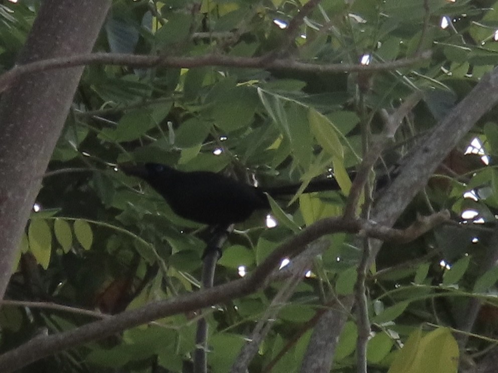 drongo sp. - ML614003411