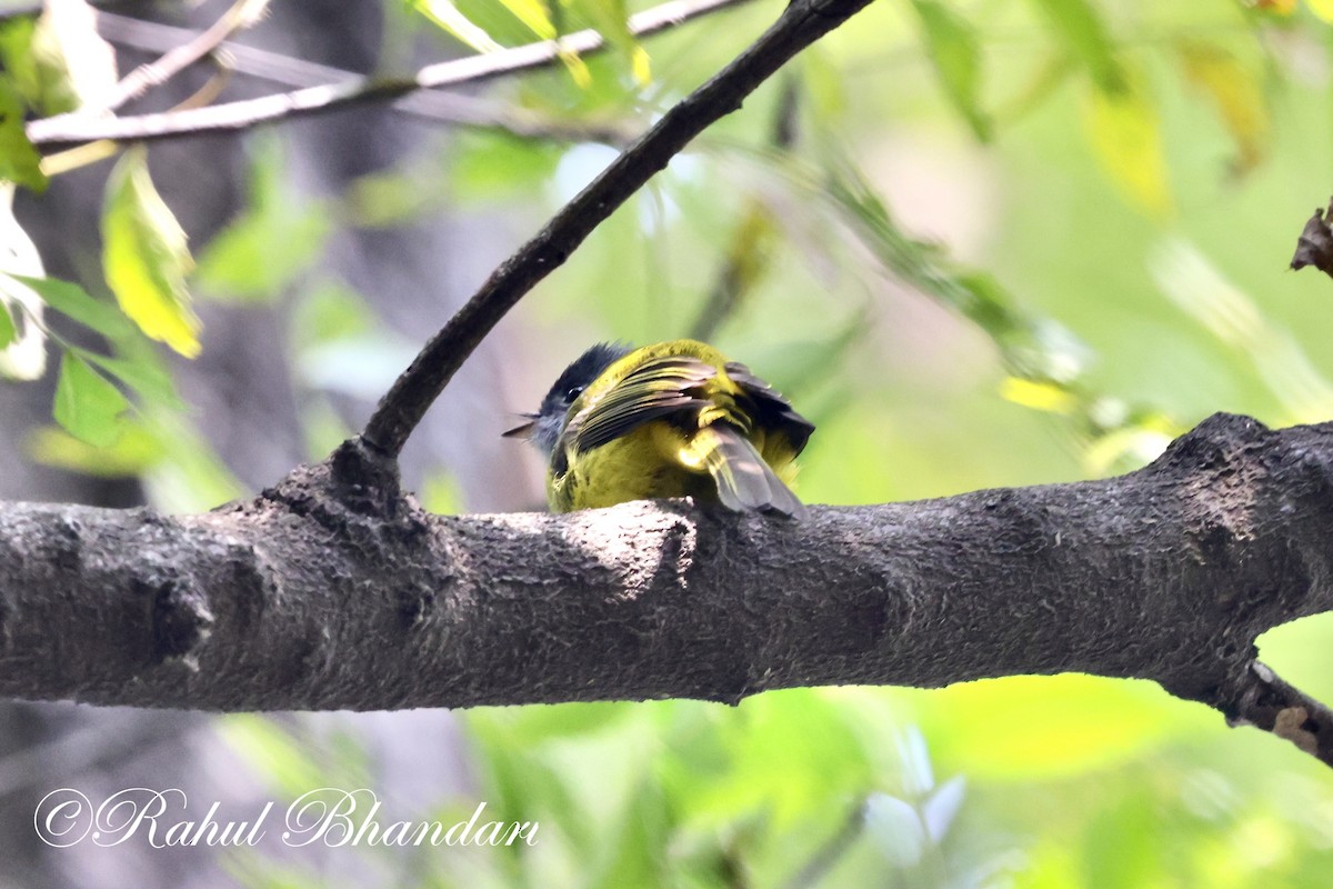 Gray-headed Canary-Flycatcher - ML614003445