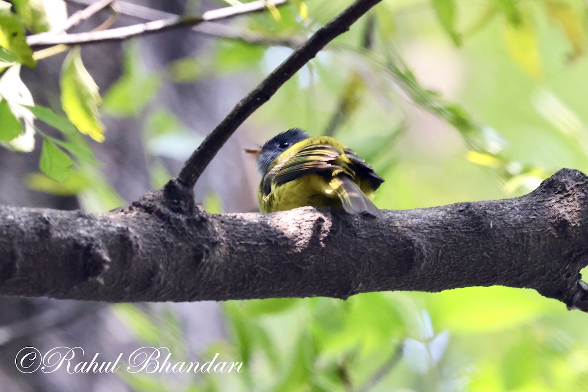 Gray-headed Canary-Flycatcher - ML614003446