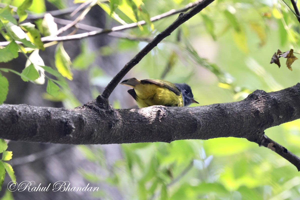 Gray-headed Canary-Flycatcher - Rahul Bhandari
