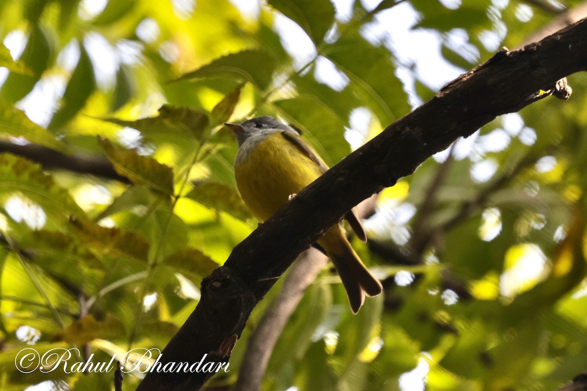 Gray-headed Canary-Flycatcher - Rahul Bhandari