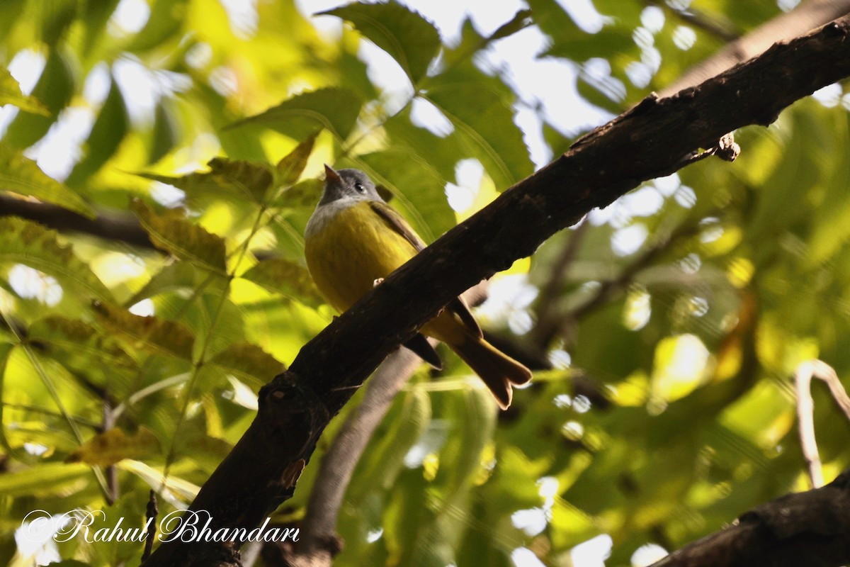 Gray-headed Canary-Flycatcher - ML614003452