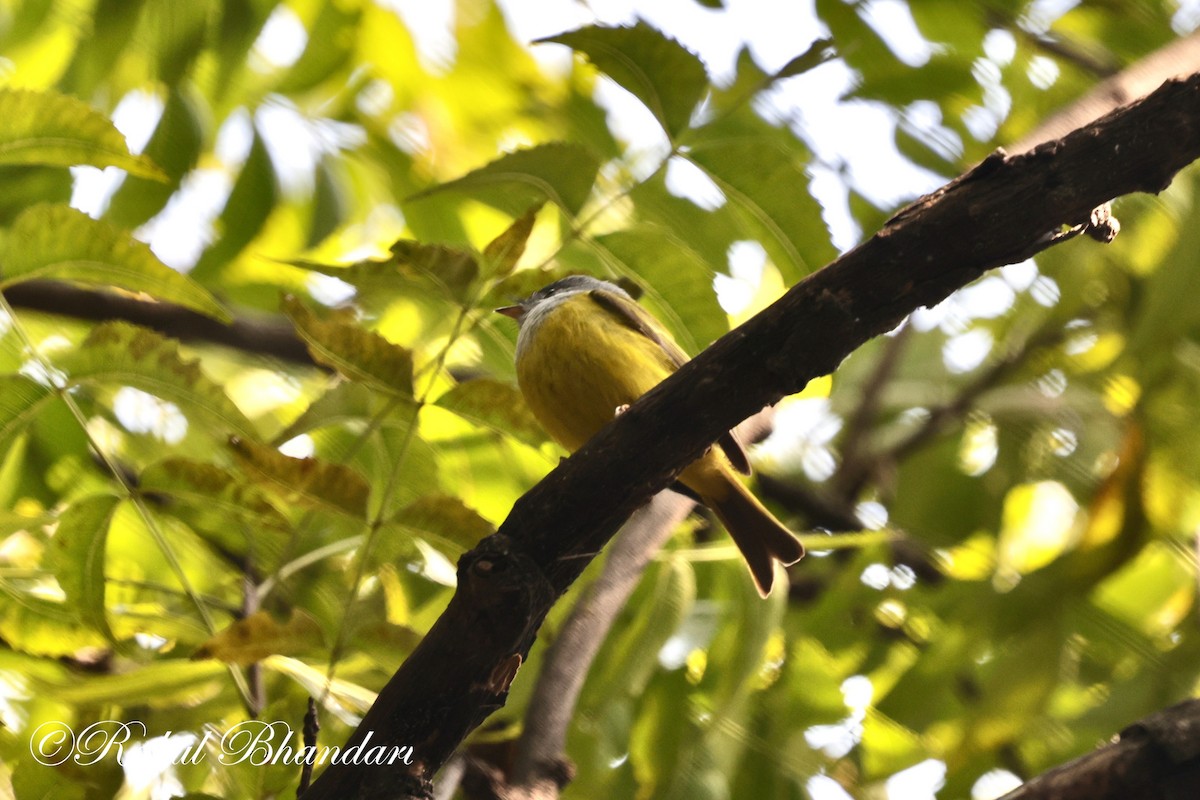 Gray-headed Canary-Flycatcher - Rahul Bhandari