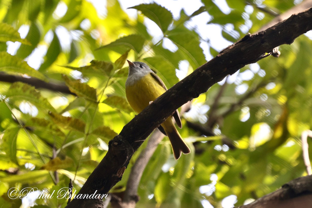 Gray-headed Canary-Flycatcher - Rahul Bhandari