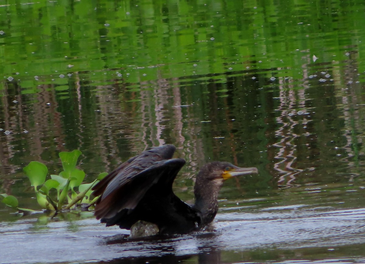 Great Cormorant - ML614003505