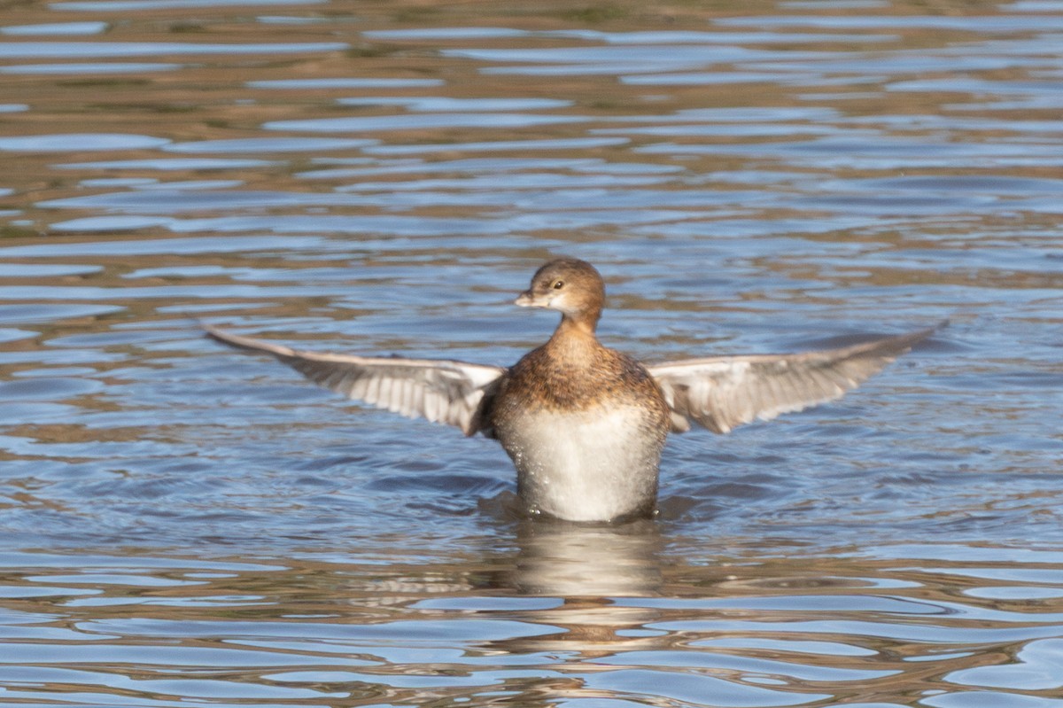 Pied-billed Grebe - ML614003639