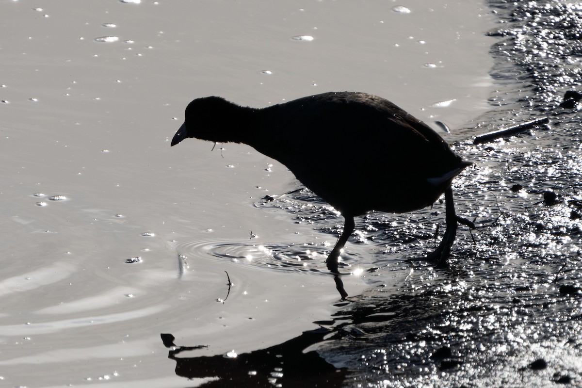 American Coot - ML614003641