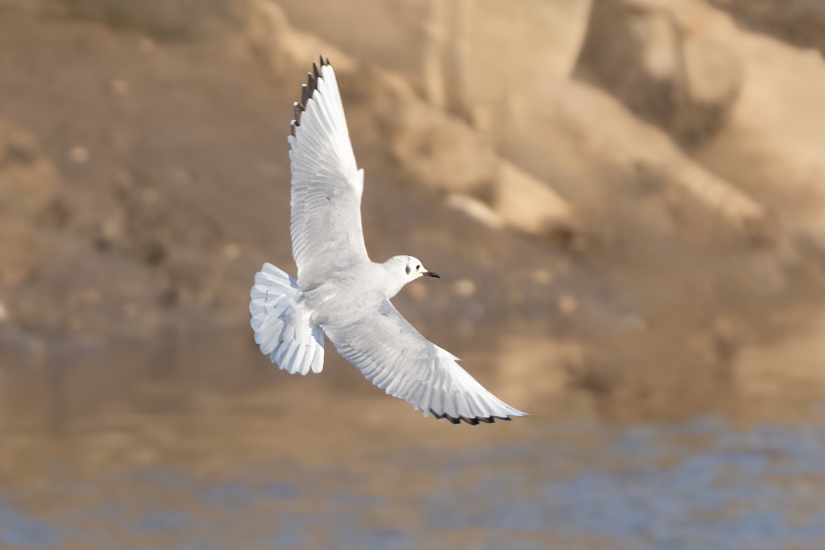 Bonaparte's Gull - ML614003645