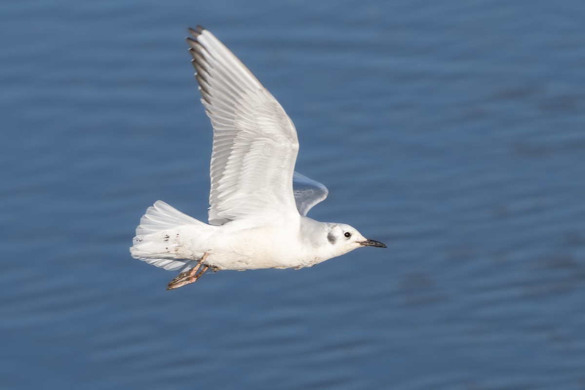 Bonaparte's Gull - ML614003646