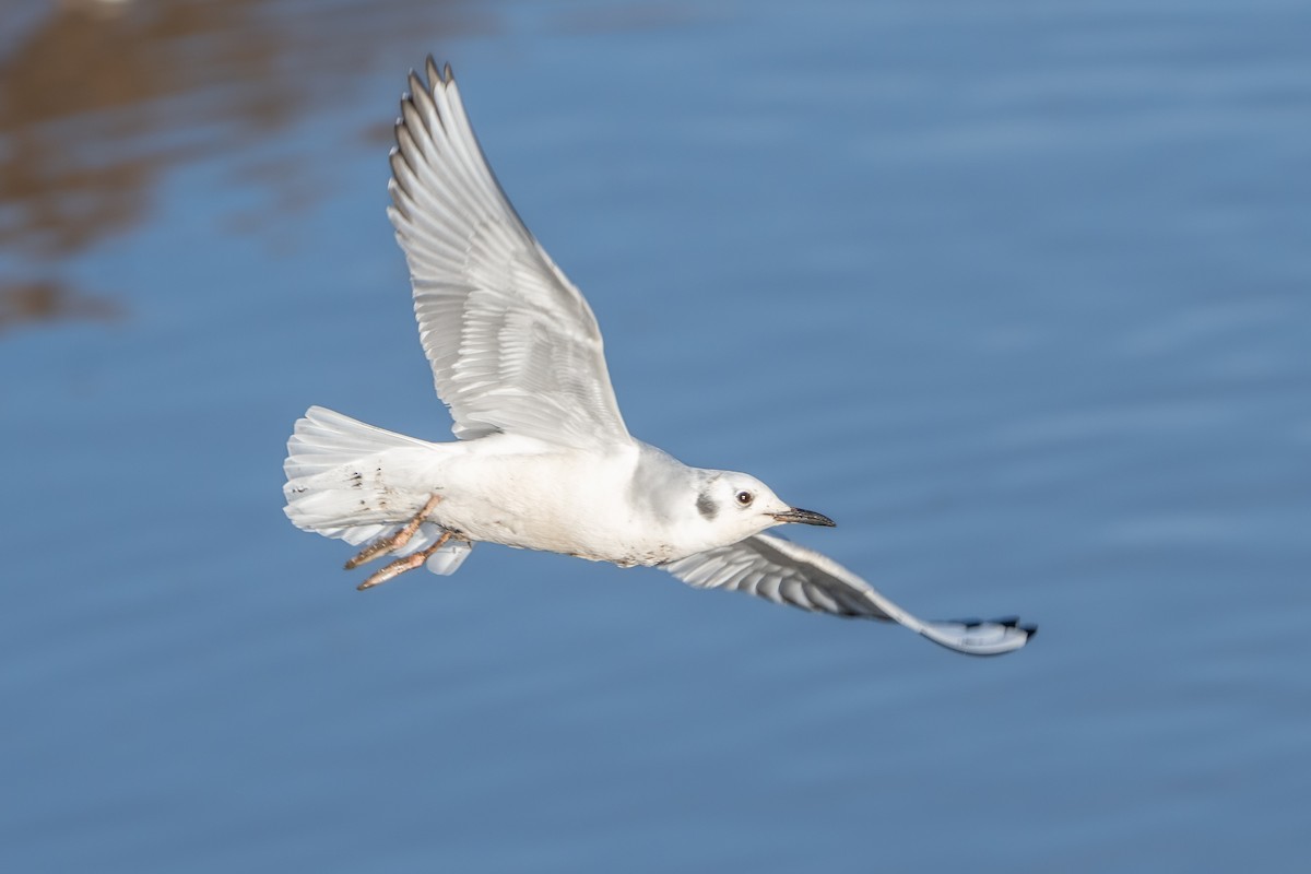 Bonaparte's Gull - ML614003647