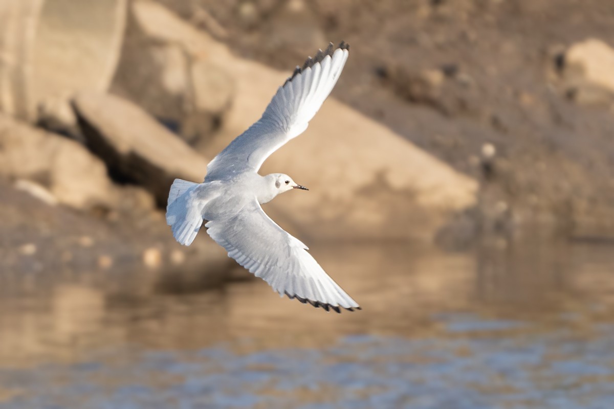 Bonaparte's Gull - ML614003648