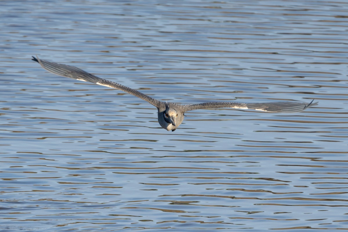 Yellow-crowned Night Heron - ML614003652