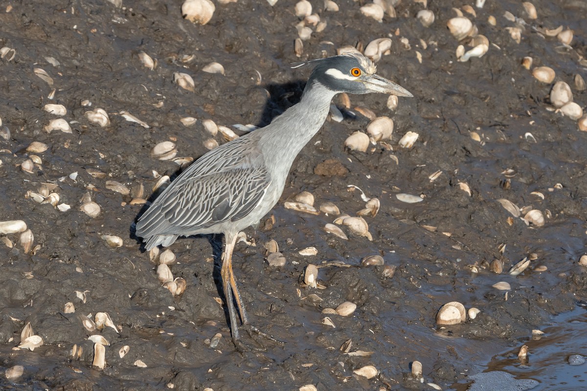 Yellow-crowned Night Heron - ML614003654