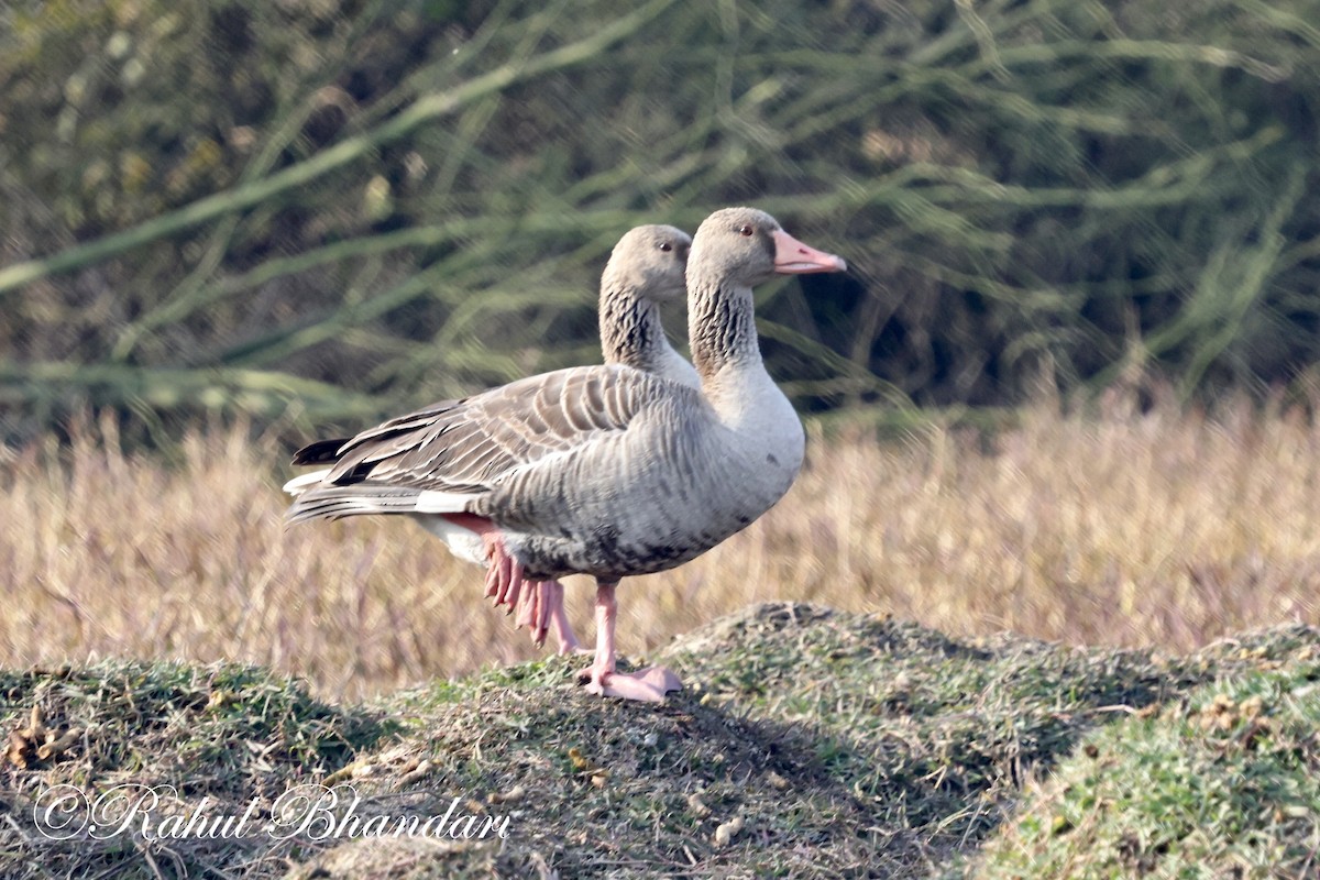 Graylag Goose - ML614003745