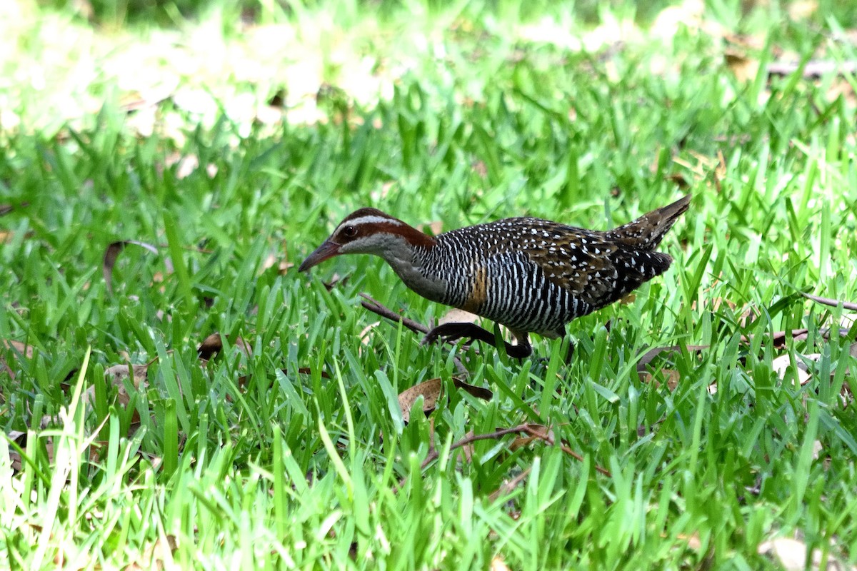 Buff-banded Rail - ML614003911