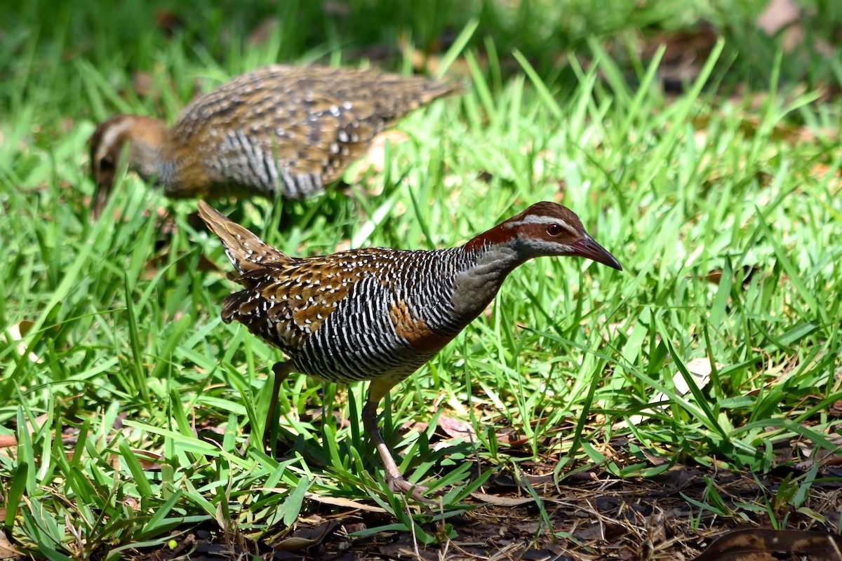 Buff-banded Rail - ML614003912