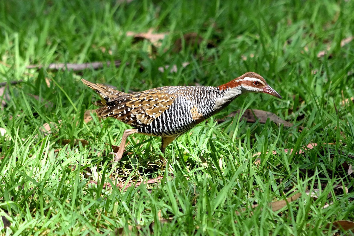 Buff-banded Rail - ML614003913