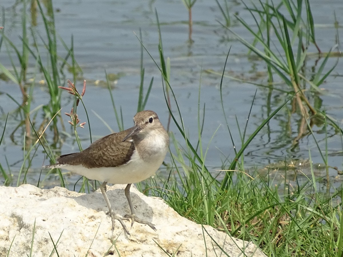 Common Sandpiper - ML614003917