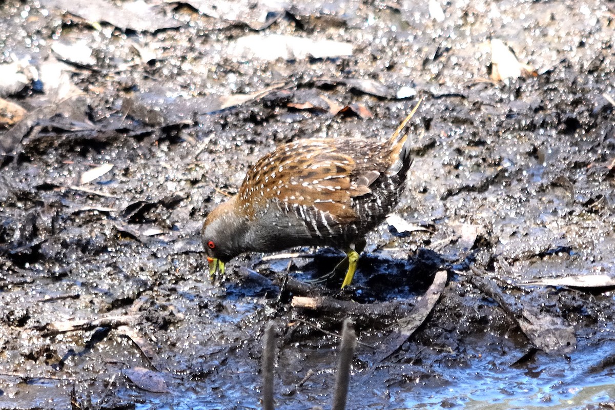 Australian Crake - ML614003921