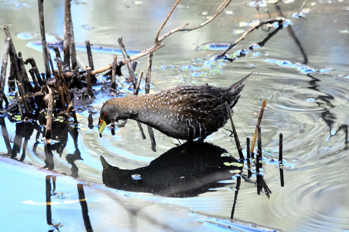 Australian Crake - ML614003922