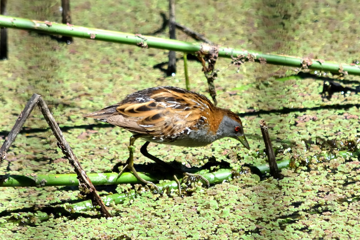 Baillon's Crake - ML614003929