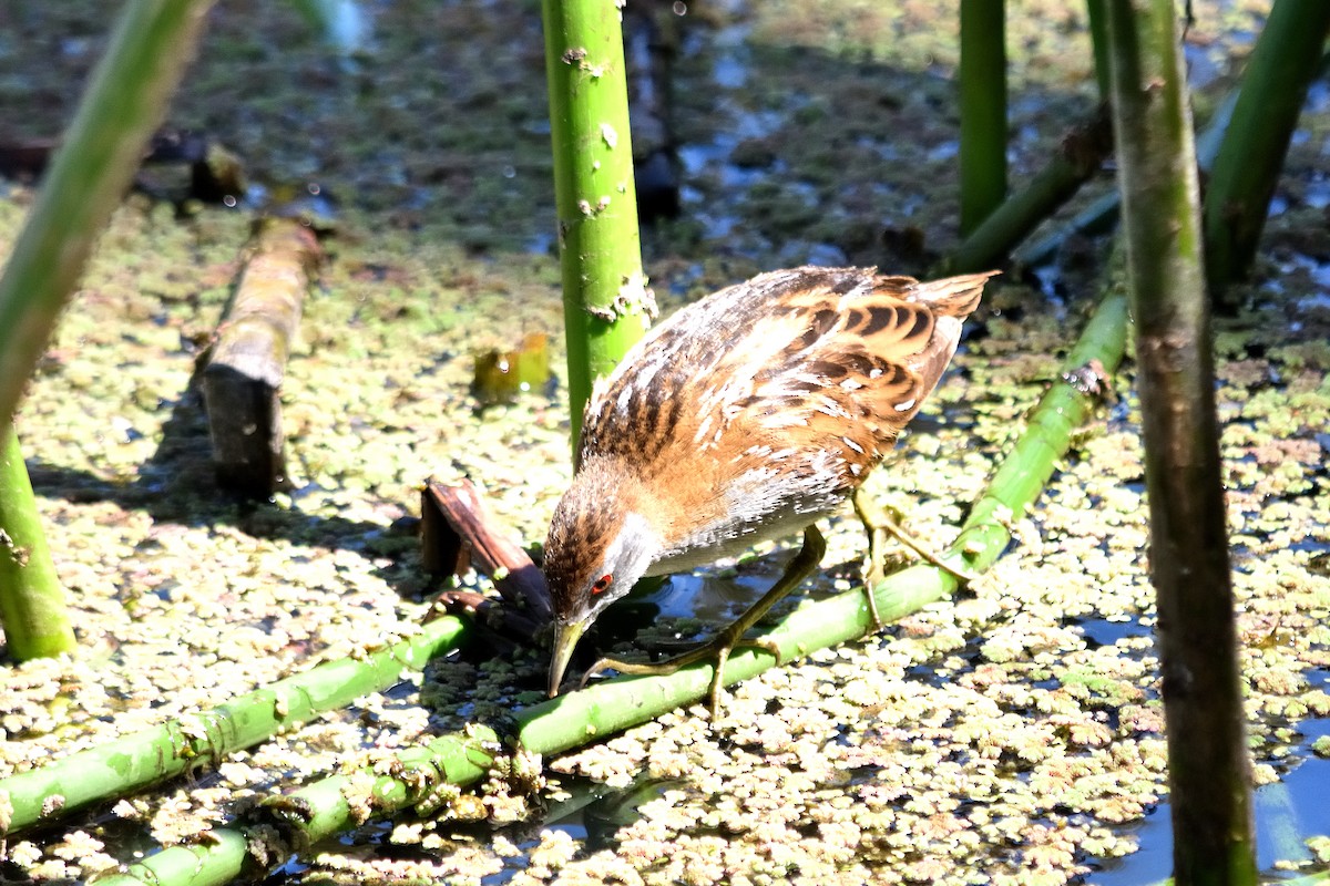 Baillon's Crake - ML614003930