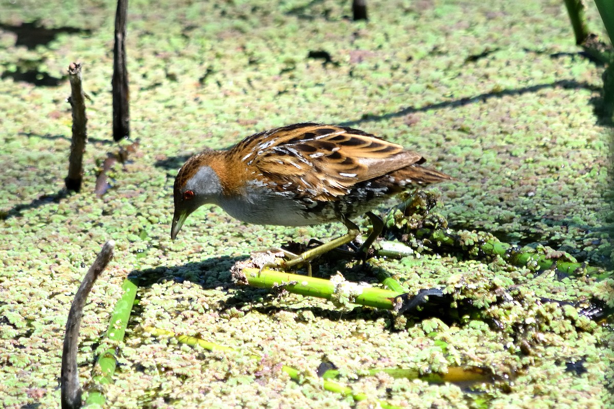 Baillon's Crake - ML614003931
