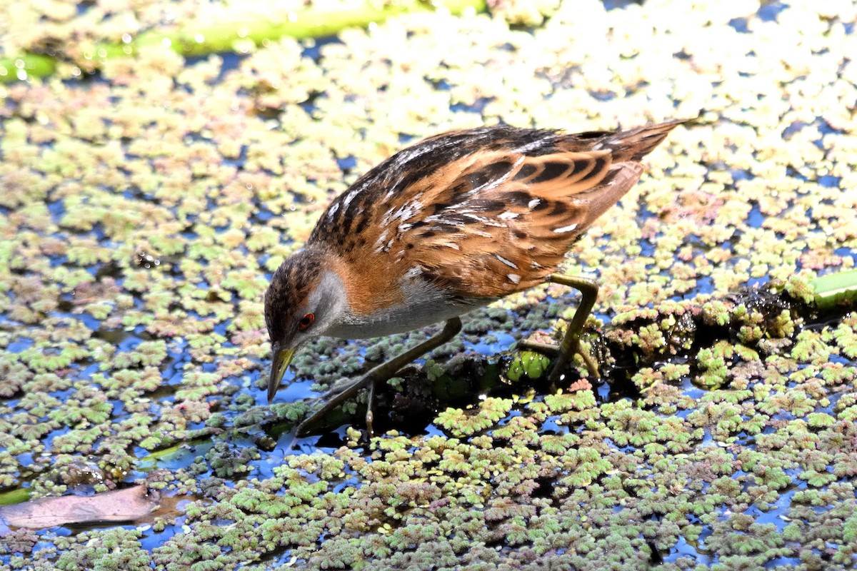 Baillon's Crake - ML614003932
