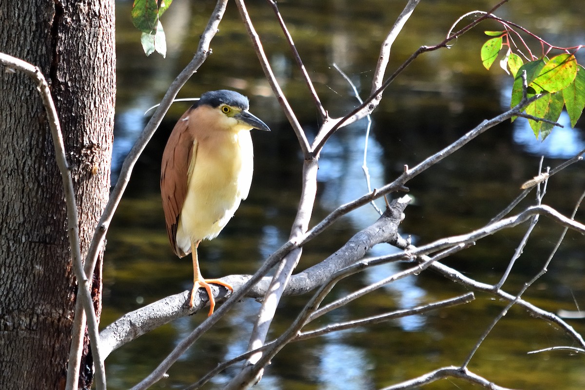 Nankeen Night Heron - ML614003943