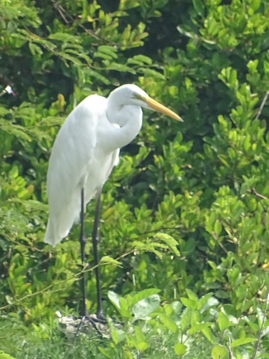 Great Egret - ML614003946