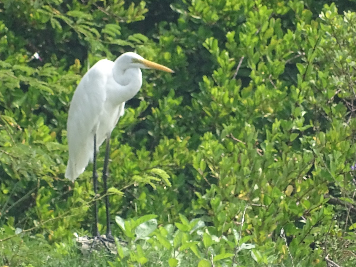 Great Egret - ML614003947