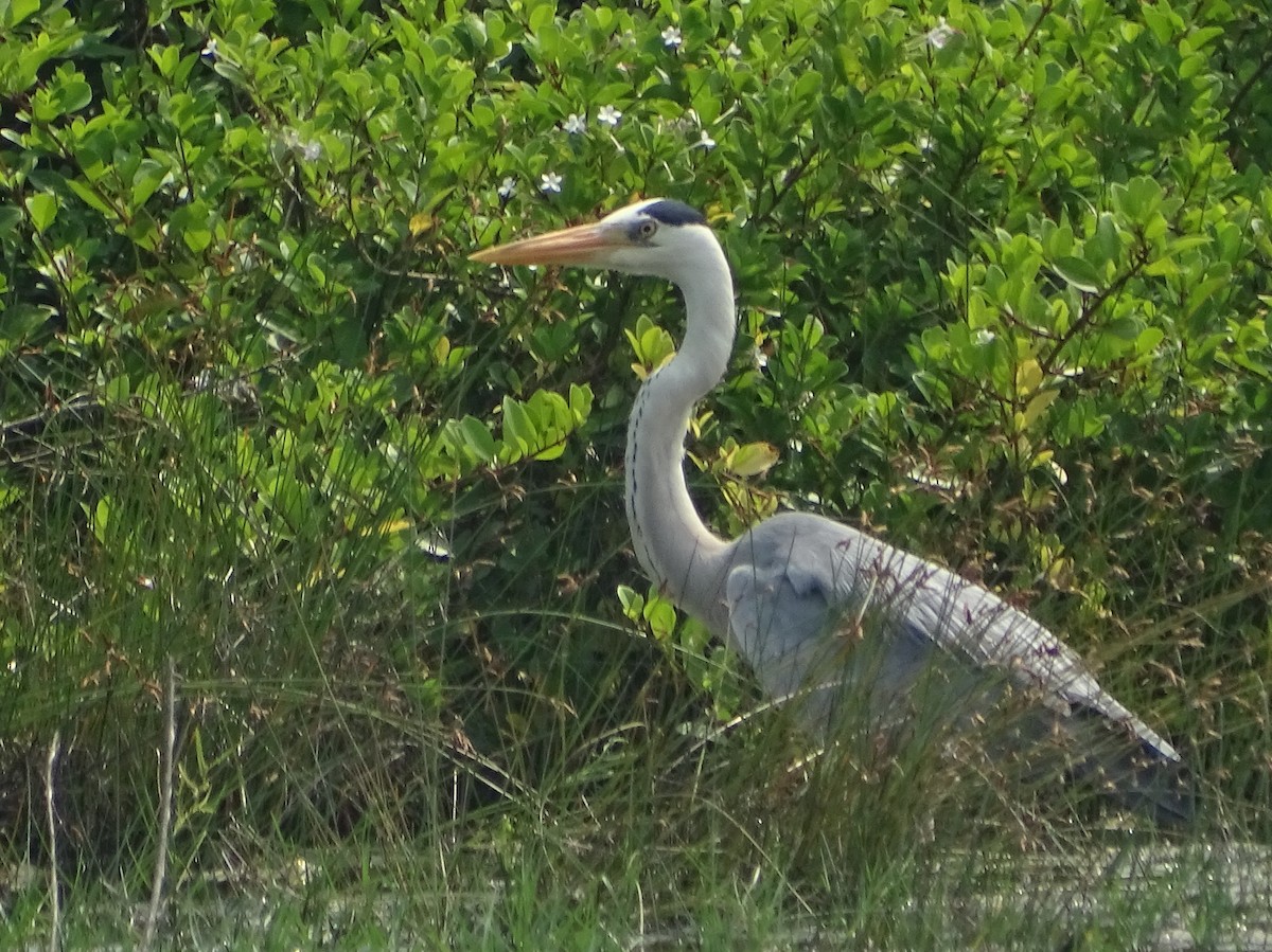 Gray Heron - Sri Srikumar