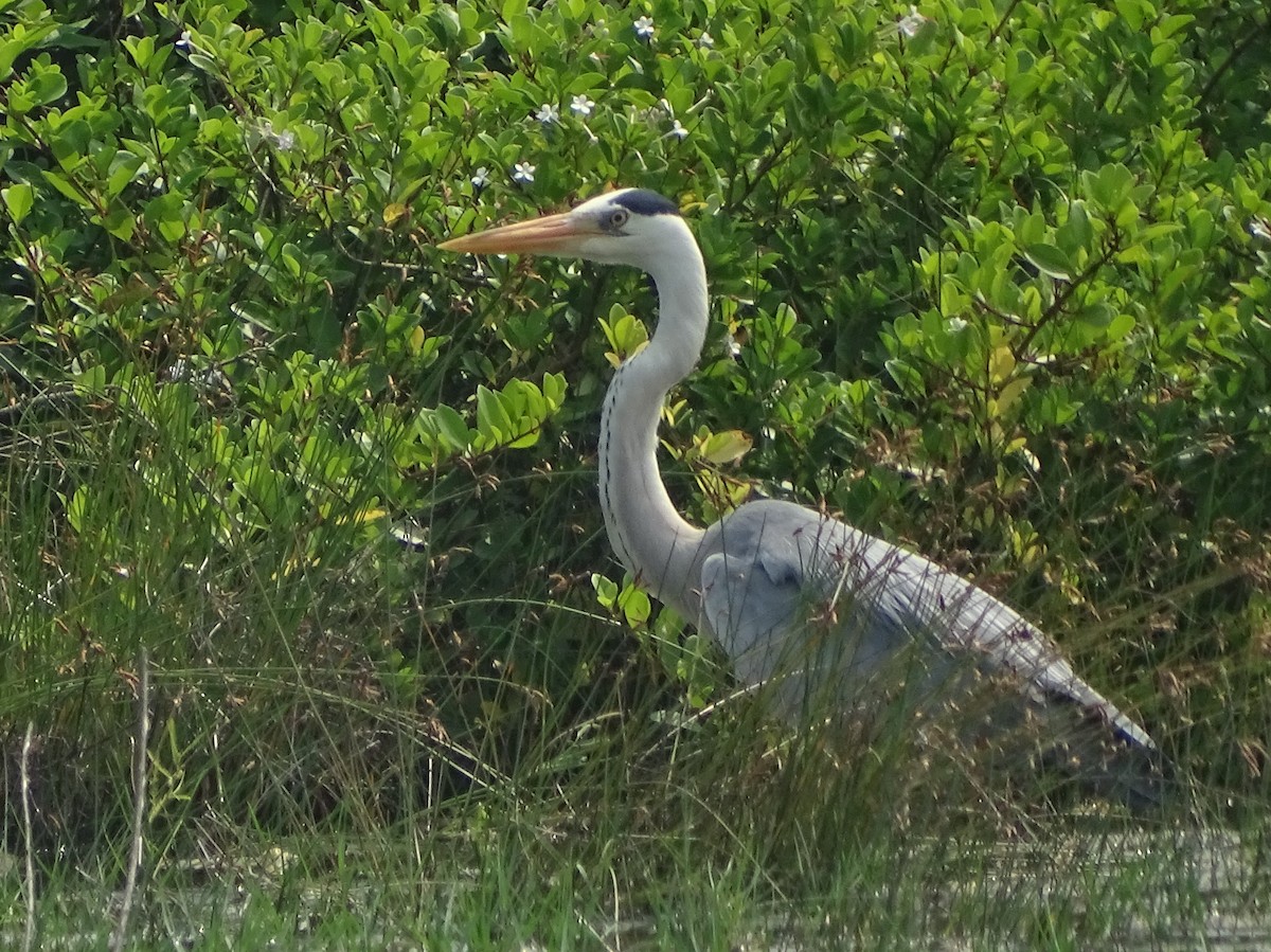 Gray Heron - Sri Srikumar